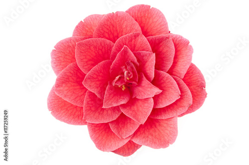 Print op canvas flower of camellia on a white background