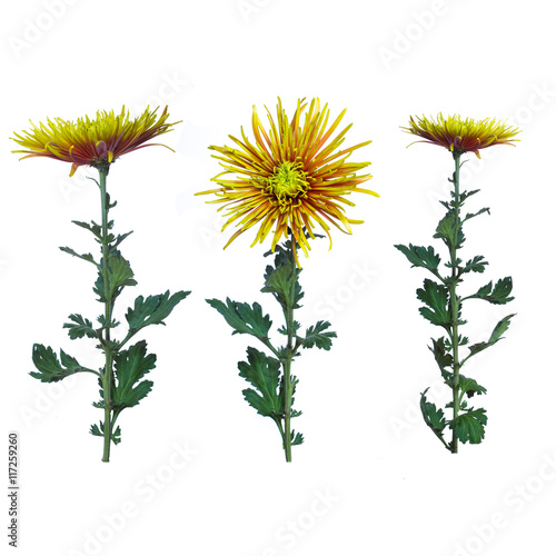 flower  green  chrysanthemum