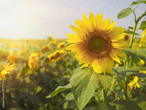 Sunflower field