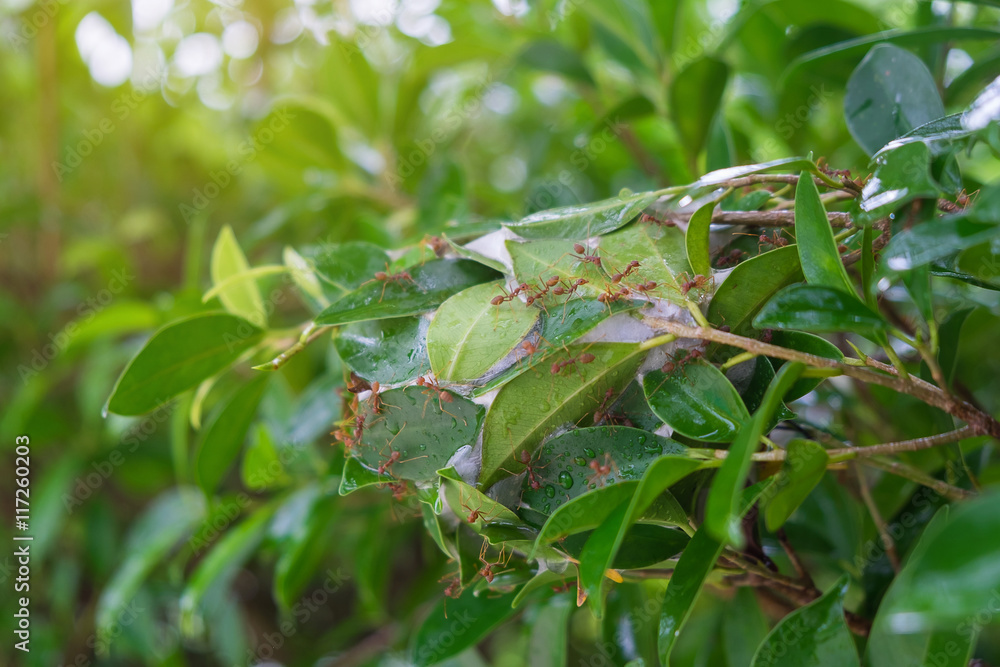 Fototapeta premium Ant nests on tree , Red Ants nesting