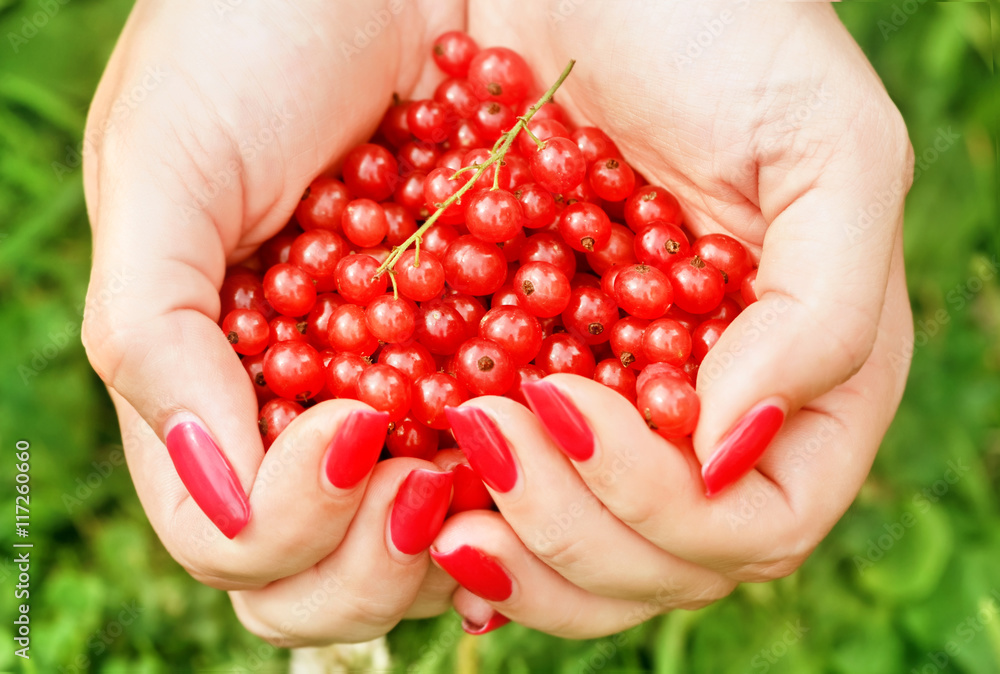 Berries of red currant in hands Berries of red currant in hands