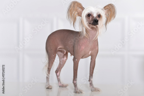 cute Chinese Crested Dog 