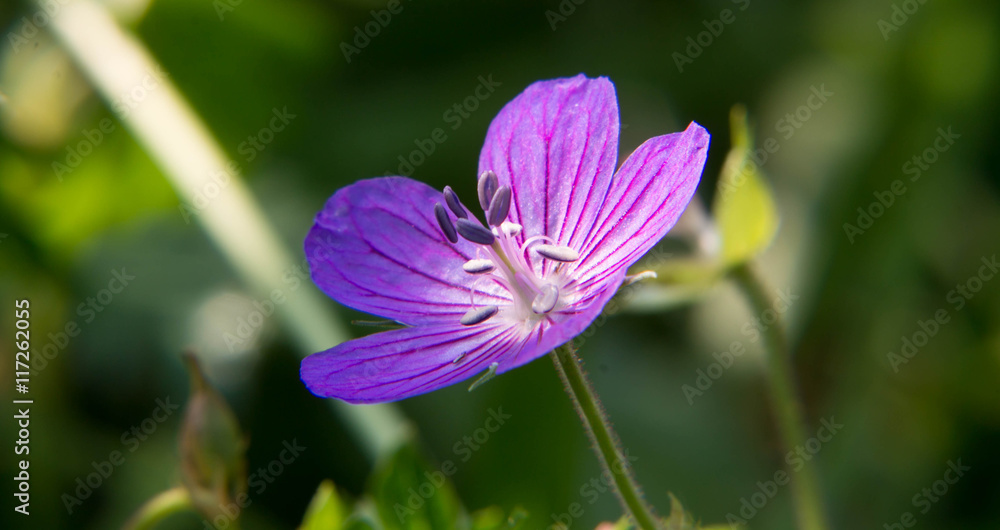 beautiful purple forest flower beautiful purple forest flower