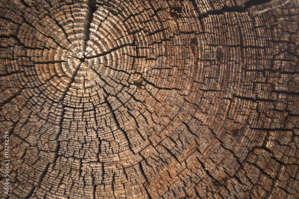 Fototapeta premium texture of dark wood. natural background.