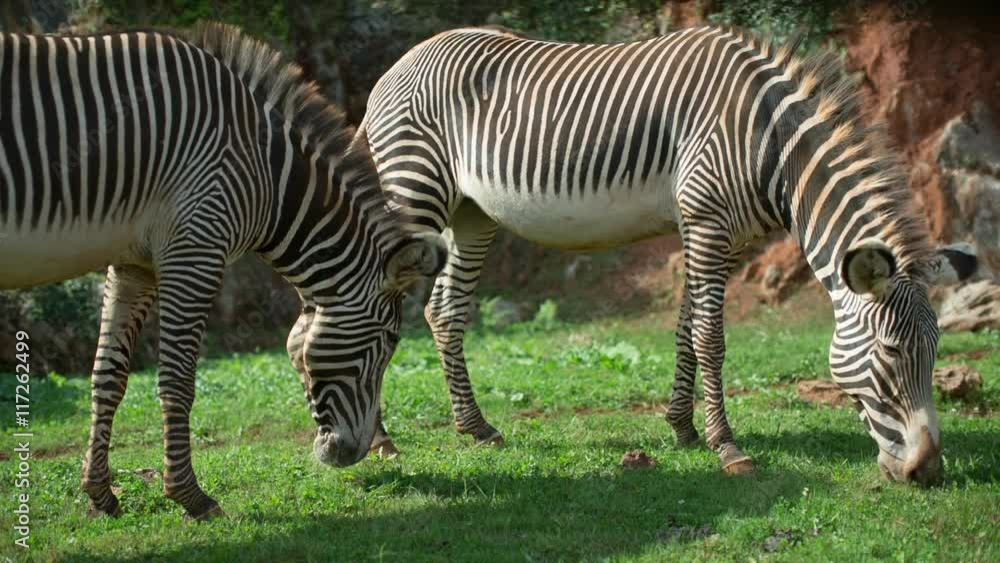 a grevy zebra in a safari landscape a grevy zebra in a safari landscape