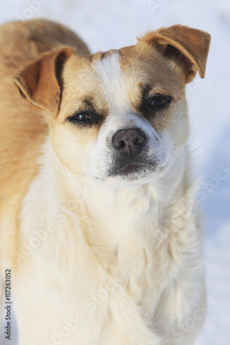 portrait of a white-red doggy