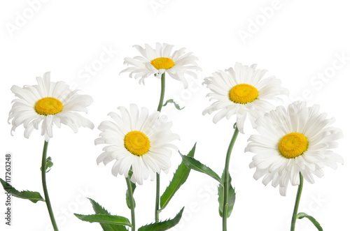 beautiful chamomiles isolated on white