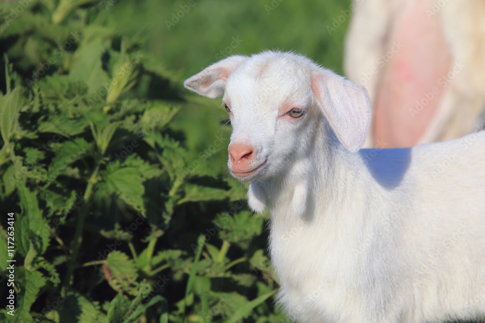 Goat with kids on a meadow