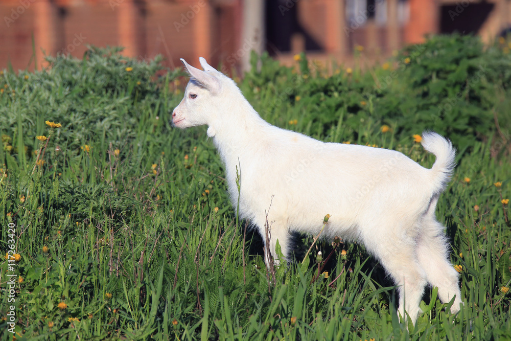 Obraz premium goatling on a meadow