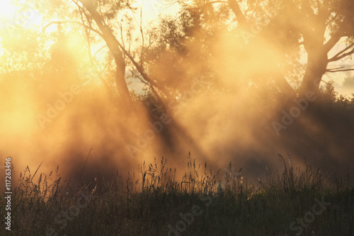 delightful dawn in oak