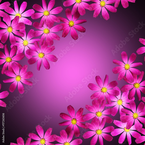 Beautiful floral background isolated purple kosmeya 