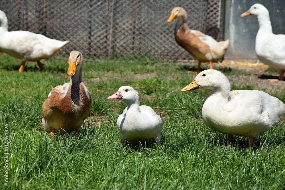 Obraz premium Brown and white duck on a farm.