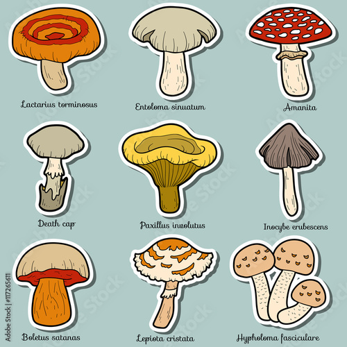 Color set of poisonous mushrooms