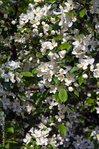 flowering branches of apple