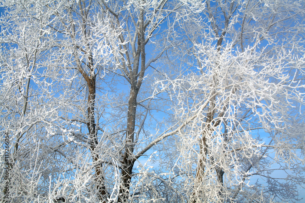 magical frost magical frost