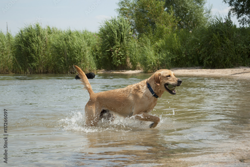 Vrolijke blije hond speelt in het water met bal Vrolijke blije hond speelt in het water met bal