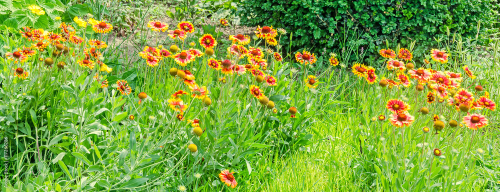 Yellow-orange Gaillardia aristata flowers, green field