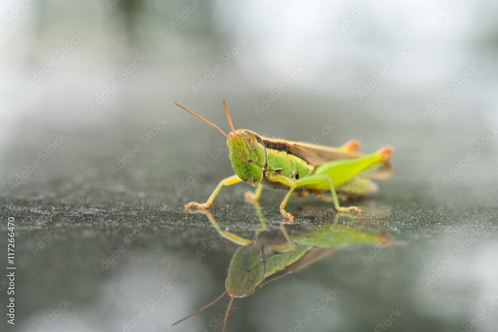Fototapeta premium green grasshopper closeup