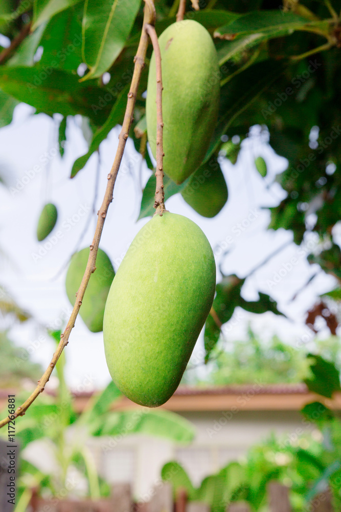 fresh thai mangoes in garden