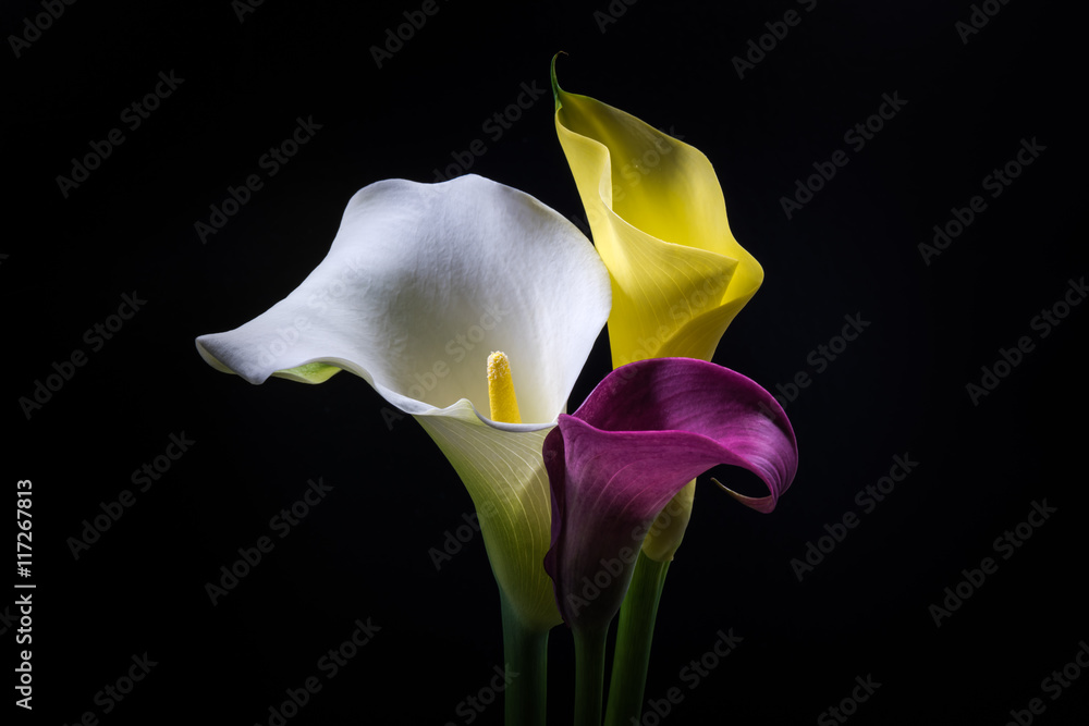 Calla, flowers, close-up, macro. Calla, flowers, close-up, macro.