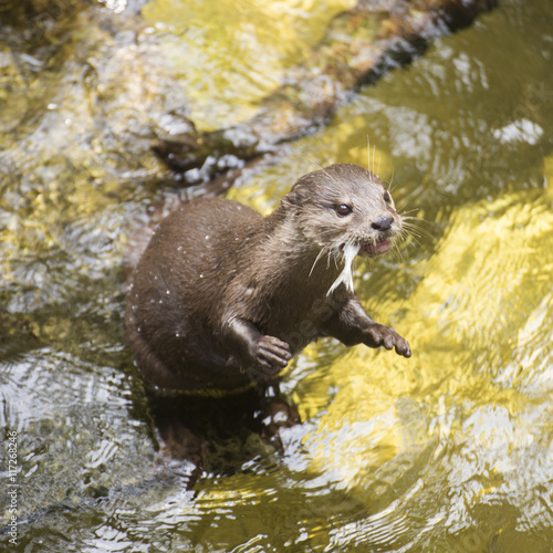 otter eating fish © kungverylucky