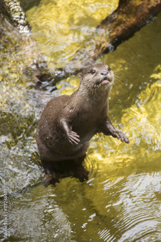 otter looking something