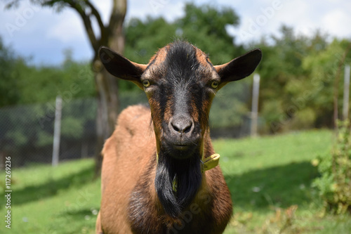 Brown goat on pasture, detail head