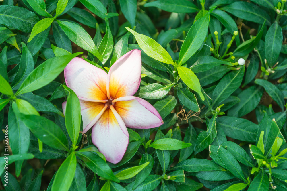 Fototapeta premium Beautiful white plumeria flower in Gardenia bush