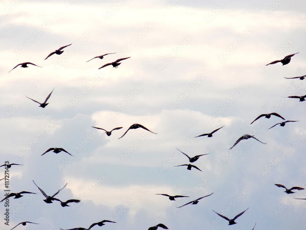 Fototapeta premium Flock of flying pigeons