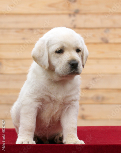 a little labrador puppy on a red background