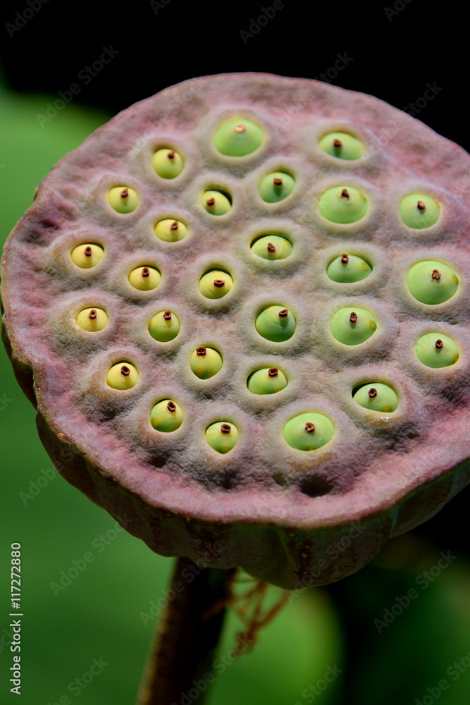 Lotus seed Lotus seed