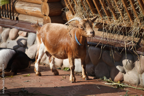 коза в деревне
