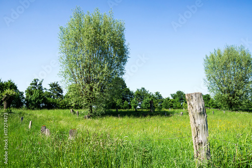 Pollard Willows close to River Rhine photo