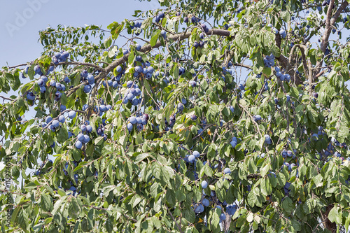 Fresh plums on a tree branch