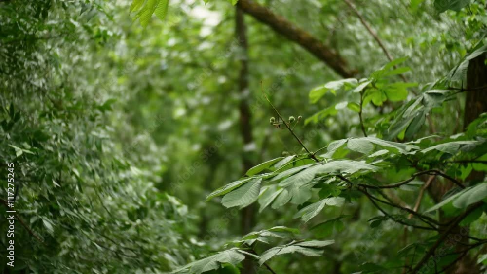 Chestnut tree in summer and wind blowing Chestnut tree in summer and wind blowing