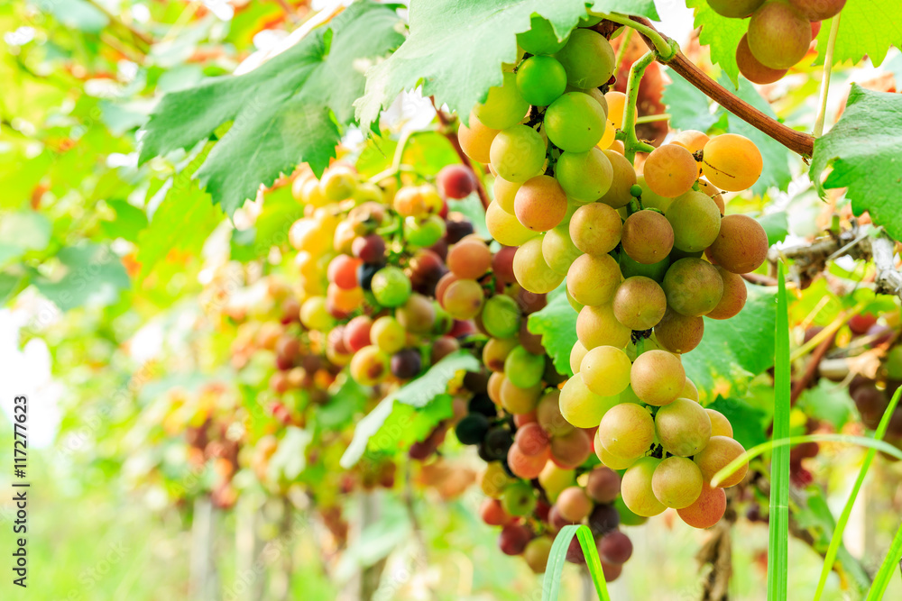 Ripe grapes in the vineyard,in the autumn season Ripe grapes in the vineyard,in the autumn season
