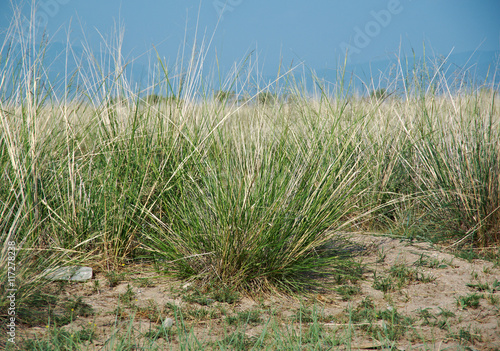steppe grasses