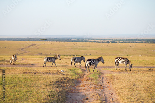 Fototapeta Naklejka Na Ścianę i Meble -  Zebras wandering at the savannah