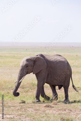 Elephant walking in the savanna