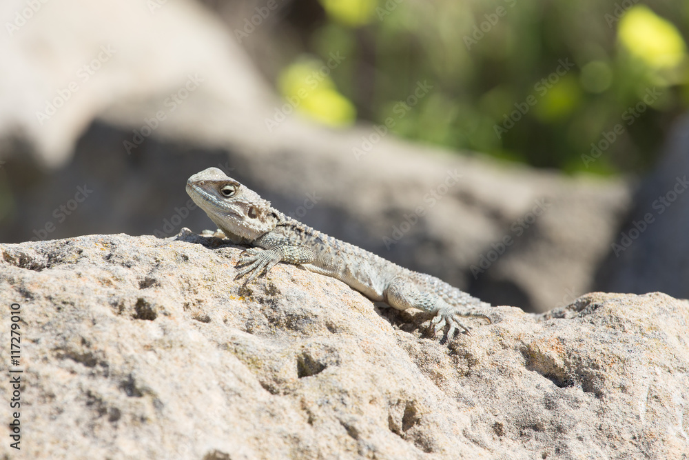 Mountain agama (Laudakia stellio) basking on a rock on the natur Mountain agama (Laudakia stellio) basking on a rock on the natur