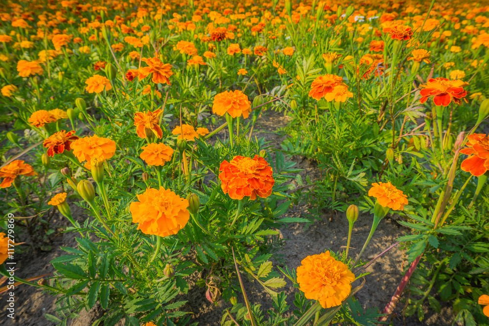 field of marigolds in close up