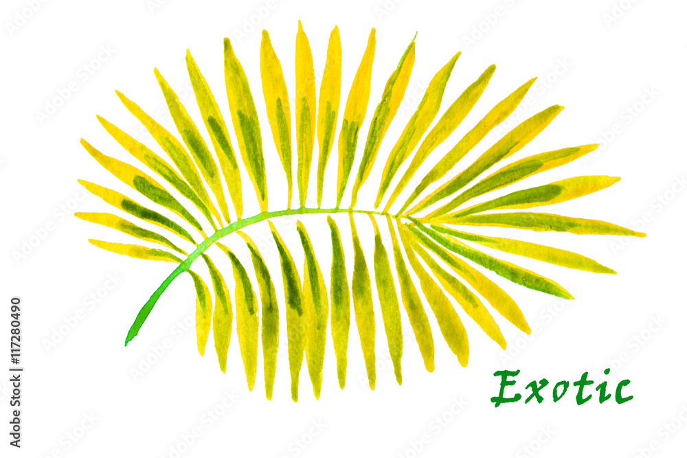 Palm leaves on the white background. Watercolor with tropical pl Palm leaves on the white background. Watercolor with tropical pl