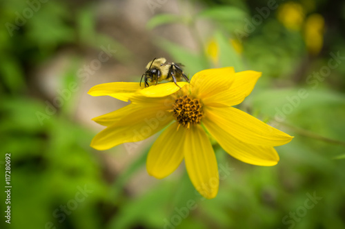 Common Eastern Bumblebee Flower