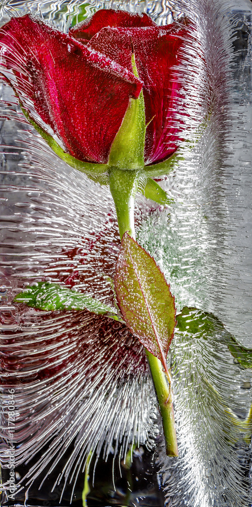 Red rose frozen in ice - obrazy, fototapety, plakaty 
