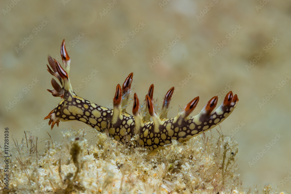 Bornella anguilla, Nudibranch, Sea Slug Bornella anguilla, Nudibranch, Sea Slug