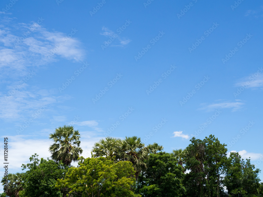 Lush green foliage and sky