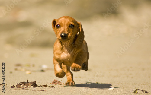 Miniature Dachshund photo