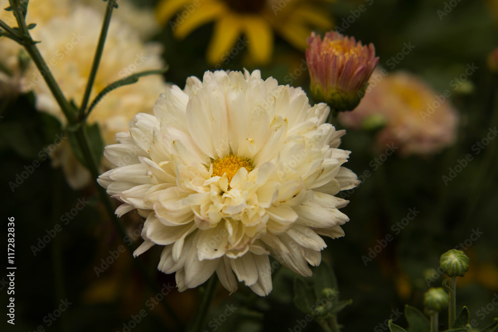 beautiful white wild flowers beautiful white wild flowers