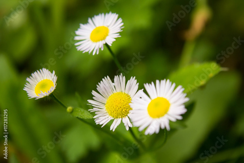 beautiful white wild flowers photo