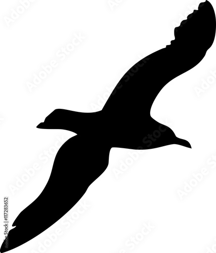 Silhouettes of flying seagull